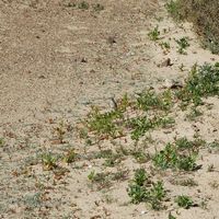 The natural park del Archipiélago Chinijo in Lanzarote. A Berthelot's pipit (Anthus berthelotii) in the Natural Park. Click to enlarge the image.