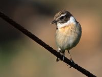 The Jandía Natural Park in Fuerteventura. Canary Islands Stonechat (Saxicola dacotiae) (author Frank Vassen). Click to enlarge the image.