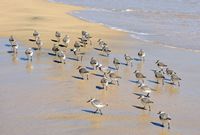 The Jandía Natural Park in Fuerteventura. Dunlin (Calidris alpina) in Risco del Paso (author Hansueli Krapf). Click to enlarge the image.