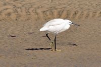 The Jandía Natural Park in Fuerteventura. Little Egret (Egretta garzetta) at Risco del Paso (author Hansueli Krapf). Click to enlarge the image.