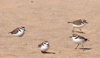The Jandía Natural Park in Fuerteventura. Kentish Plover (Charadrius alexandrinus) at Risco del Paso (author Hansueli Krapf). Click to enlarge the image.