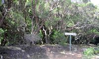 Rural Park Anaga in Tenerife. Mirador Cruz del Carmen. Click to enlarge the image.
