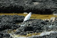 The village of Corralejo in Fuerteventura. Little Egret (Egretta garzetta) in the port of Corralejo. Click to enlarge the image.