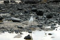 The village of Corralejo in Fuerteventura. Little Egret (Egretta garzetta) in the port of Corralejo. Click to enlarge the image.
