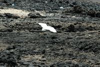The village of Corralejo in Fuerteventura. Little Egret (Egretta garzetta) in the port of Corralejo. Click to enlarge the image.