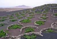 The village of La Geria in Lanzarote. the natural park los Volcanes in Lanzarote. La geria, vineyards. Click to enlarge the image.