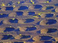 The village of La Geria in Lanzarote. the natural park los Volcanes in Lanzarote. La geria, vineyards. Click to enlarge the image.