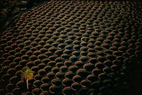 The village of La Geria in Lanzarote. the natural park los Volcanes in Lanzarote. La geria, vines, aerial view. Click to enlarge the image.