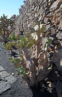 The Cactus Garden cactus collection in Guatiza in Lanzarote. Opuntia quimilo. Click to enlarge the image.