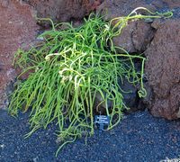 The Cactus Garden cactus collection in Guatiza in Lanzarote. Selenicereus inermis. Click to enlarge the image.