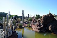 The Cactus Garden cactus collection in Guatiza in Lanzarote. Basin. Click to enlarge the image.