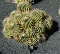 The Cactus Garden cactus collection in Guatiza in Lanzarote. Ferocactus Echidne. Click to enlarge the image.
