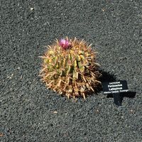 The Cactus Garden cactus collection in Guatiza in Lanzarote. Ferocactus latispinus. Click to enlarge the image.