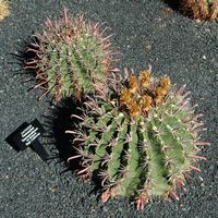 The Cactus Garden cactus collection in Guatiza in Lanzarote. varietas Ferocactus townsendianus santa-mariensis. Click to enlarge the image.