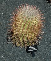 The Cactus Garden cactus collection in Guatiza in Lanzarote. Ferocactus peninsulae. Click to enlarge the image.