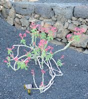 The collection of Euphorbia Cactus Garden in Guatiza in Lanzarote. Monadenium coccineum synonymous Monadenium coccineum. Click to enlarge the image.