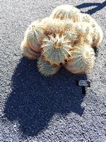 The Cactus Garden cactus collection in Guatiza in Lanzarote. Ferocactus glaucescens. Click to enlarge the image.