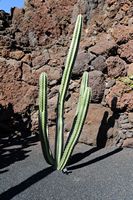The Cactus Garden cactus collection in Guatiza in Lanzarote. Stenocereus stellatus. Click to enlarge the image.