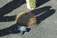 The Cactus Garden cactus collection in Guatiza in Lanzarote. Thelocactus tulensis subspecies matudae. Click to enlarge the image.