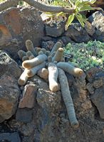 The Cactus Garden cactus collection in Guatiza in Lanzarote. Mammillaria spinosissima. Click to enlarge the image.