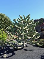 The Cactus Garden cactus collection in Guatiza in Lanzarote. Myrtillocactus geometrizans. Click to enlarge the image.
