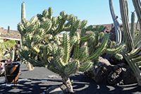 The Cactus Garden cactus collection in Guatiza in Lanzarote. Myrtillocactus cochal. Click to enlarge the image.