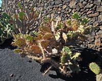 The Cactus Garden cactus collection in Guatiza in Lanzarote. Opuntia dillenii. Click to enlarge the image.