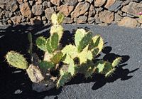 The Cactus Garden cactus collection in Guatiza in Lanzarote. Opuntia haematocarpa. Click to enlarge the image.