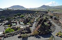 The Cactus Garden euphorbias collection to Guatiza in Lanzarote. The cactus garden in the old crater. Click to enlarge the image.