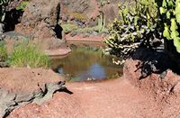The Cactus Garden euphorbias collection to Guatiza in Lanzarote. Basin. Click to enlarge the image.
