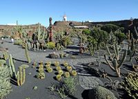 The Cactus Garden euphorbias collection to Guatiza in Lanzarote. Le Jardin de Cactus. Click to enlarge the image.