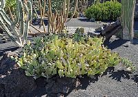 The collection of succulents Cactus Garden in Guatiza in Lanzarote. Caralluma somalica. Click to enlarge the image.