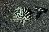 The collection of succulents Cactus Garden in Guatiza in Lanzarote. Agave macroacantha. Click to enlarge the image.