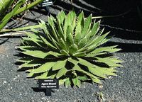 The collection of succulents Cactus Garden in Guatiza in Lanzarote. Agave shawii. Click to enlarge the image.