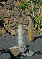 The collection of succulents Cactus Garden in Guatiza in Lanzarote. Didierea madagascariensis. Click to enlarge the image.