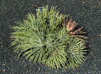 The collection of succulents Cactus Garden in Guatiza in Lanzarote. Agave leopoldii. Click to enlarge the image.