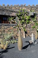 The collection of succulents Cactus Garden in Guatiza in Lanzarote. Pachypodium lamerei. Click to enlarge the image.