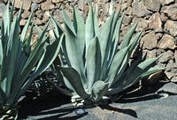 The collection of succulents Cactus Garden in Guatiza in Lanzarote. Agave scabra. Click to enlarge the image.