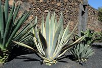 The collection of succulents Cactus Garden in Guatiza in Lanzarote. Agave americana marginata varietas Aurea. Click to enlarge the image.