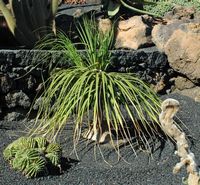 The collection of succulents Cactus Garden in Guatiza in Lanzarote. Nolina recurvata. Click to enlarge the image.