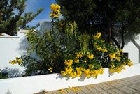 The village of Mancha Blanca in Lanzarote. Tecoma stans Plant. Click to enlarge the image.