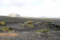 The village of Masdache in Lanzarote. Vignes Museum El Grifo. Click to enlarge the image.