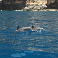 Le village de Puerto de Santiago à Ténériffe. Dauphins, falaise de Los Gigantes. Cliquer pour agrandir l'image.