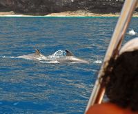 Le village de Puerto de Santiago à Ténériffe. Dauphins, falaise de Los Gigantes. Cliquer pour agrandir l'image.