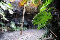 The village of Tahíche in Lanzarote. Fig tree in the basement of the house of César Manrique. Click to enlarge the image.