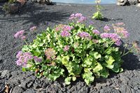The village of Tahíche in Lanzarote. Garden César Manrique. Click to enlarge the image.