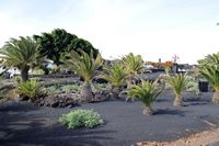 The village of Tahíche in Lanzarote. Garden César Manrique. Click to enlarge the image.