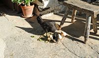 The village of Tiagua in Lanzarote. Pool and farm chickens. Click to enlarge the image.