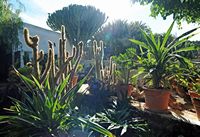 The village of Tiagua in Lanzarote. the flower garden. Click to enlarge the image.