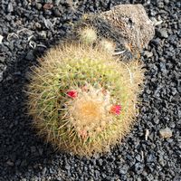 The village of Tiagua in Lanzarote. Mammillaria spinosissima. Click to enlarge the image.